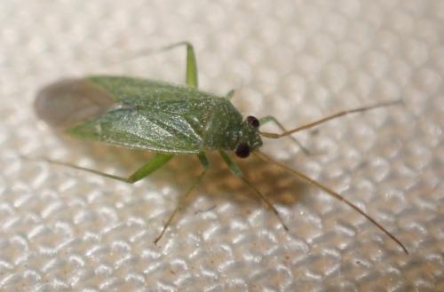 Réf. 311 279 : Orthotylus sp.